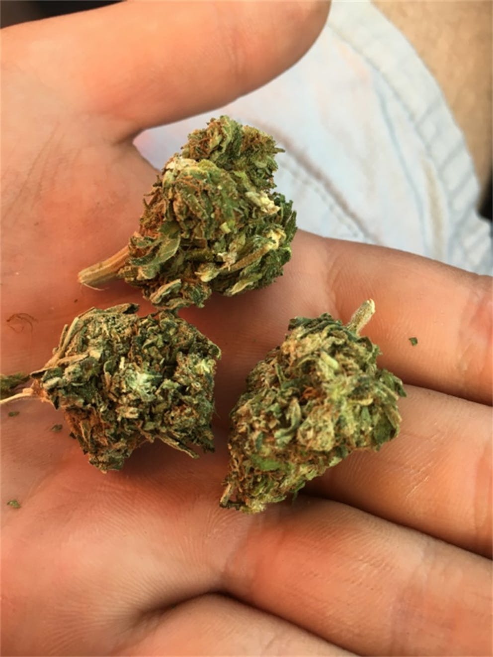 Photos of OG Cheese Weed Strain Buds Leafly