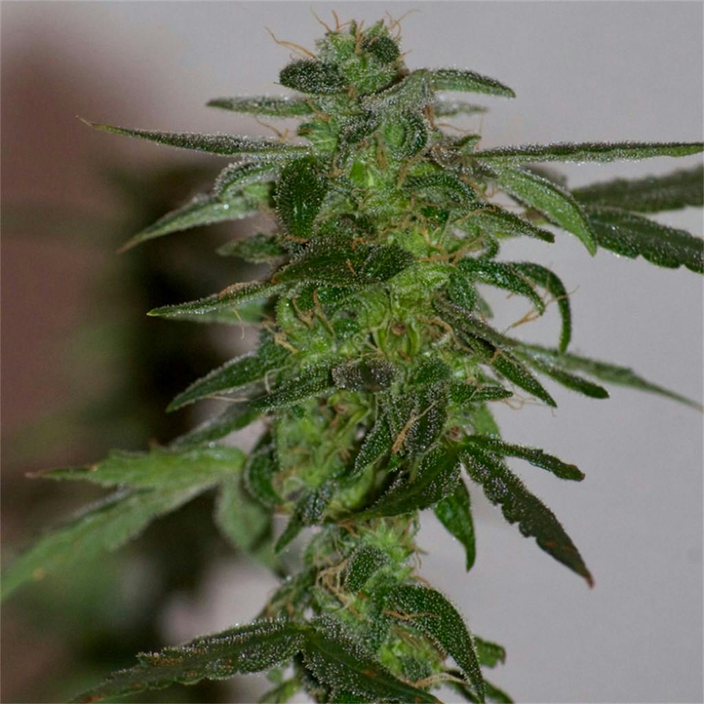 Photos Of Og Kush Weed Strain Buds 