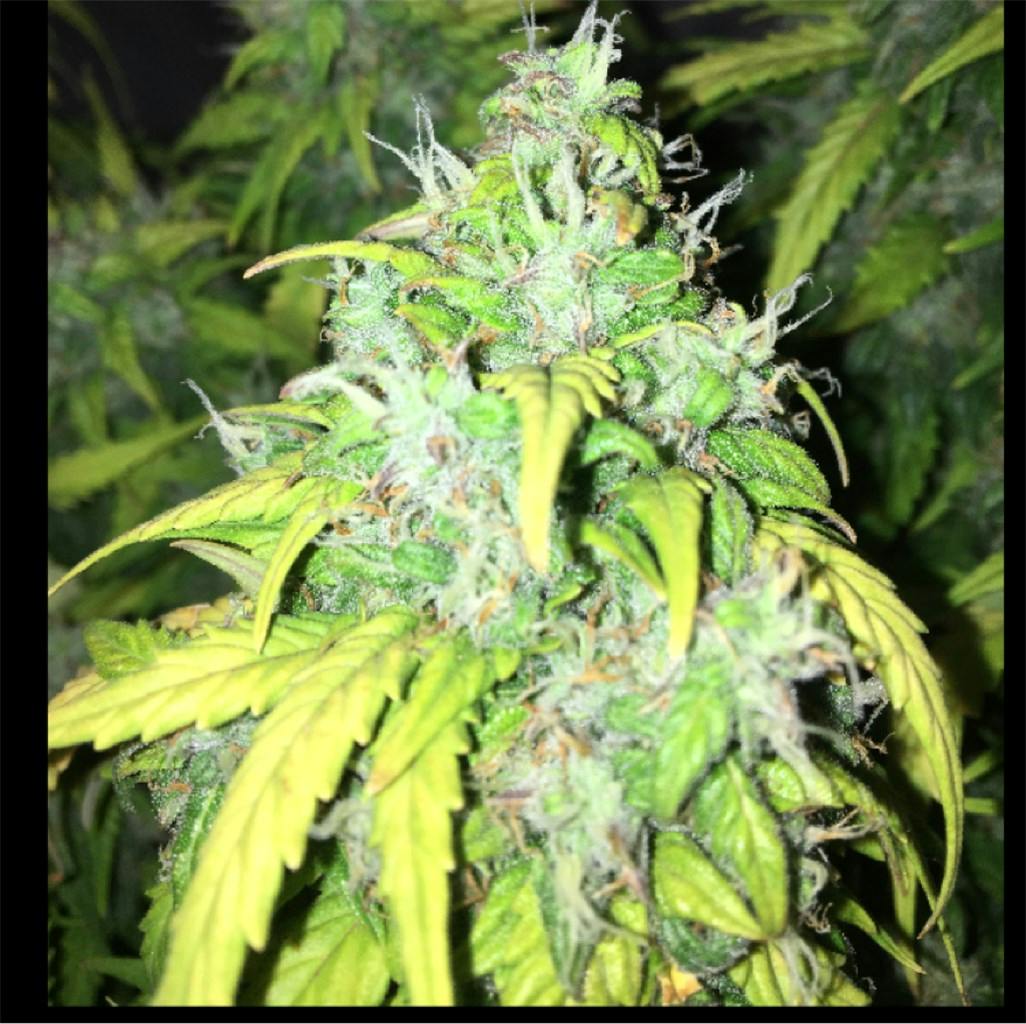 Photos Of Og Kush Weed Strain Buds Leafly