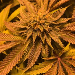 User uploaded image of LA Affie