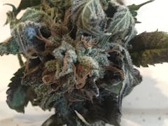 User uploaded image of LA Affie