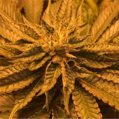 User uploaded image of LA Affie