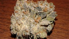 User uploaded image of OG Shark