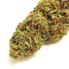 User uploaded image of OG Shark