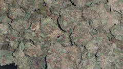 User uploaded image of OG Shark