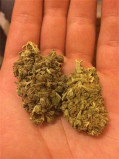 User uploaded image of OG Skunk
