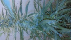 User uploaded image of OG Skunk