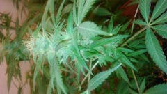 User uploaded image of OG Skunk