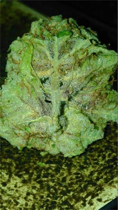 User uploaded image of OG Strawberry