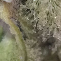 User uploaded image of Ogre