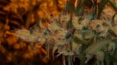 User uploaded image of Omega Dawg