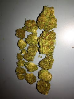 User uploaded image of Omega Dawg