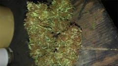 User uploaded image of Orange Bud