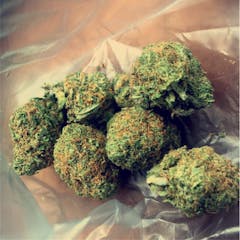 User uploaded image of Orange Bud