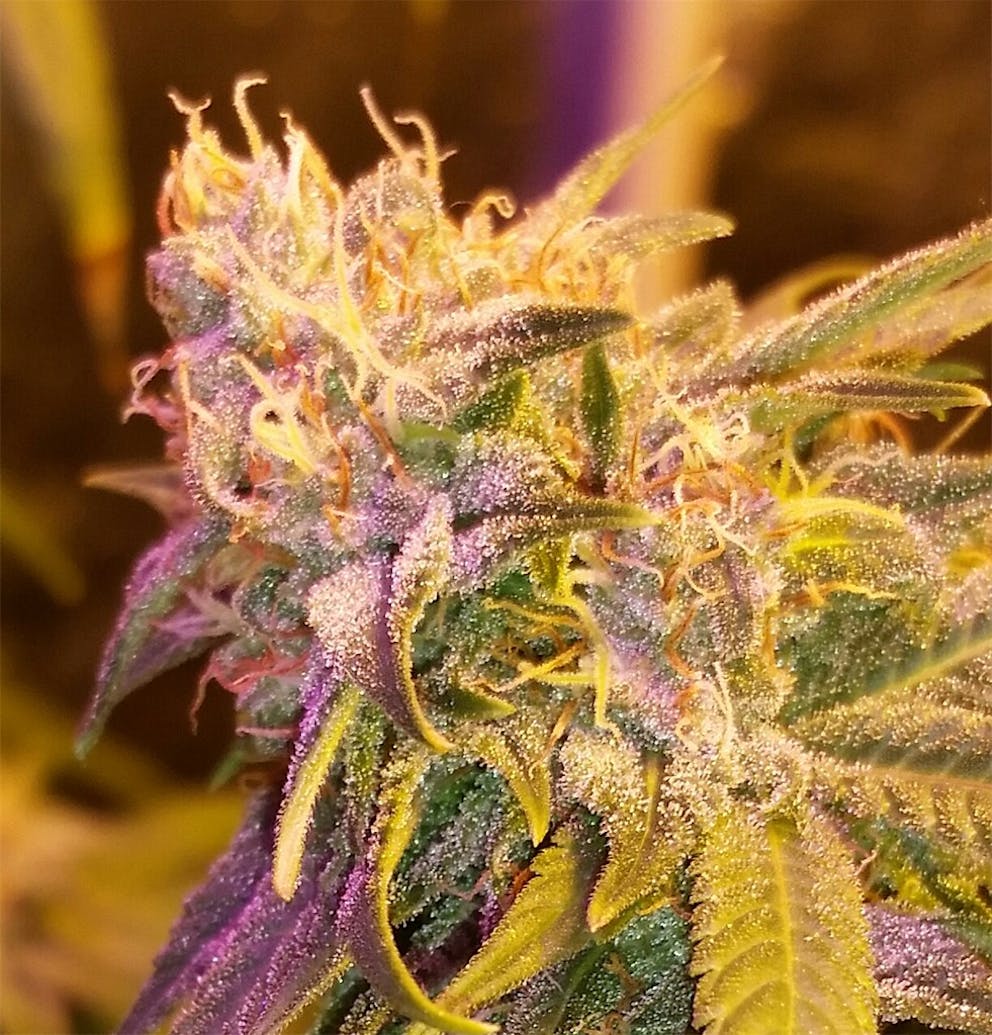 Photos of Orange Cookies Weed Strain Buds Leafly