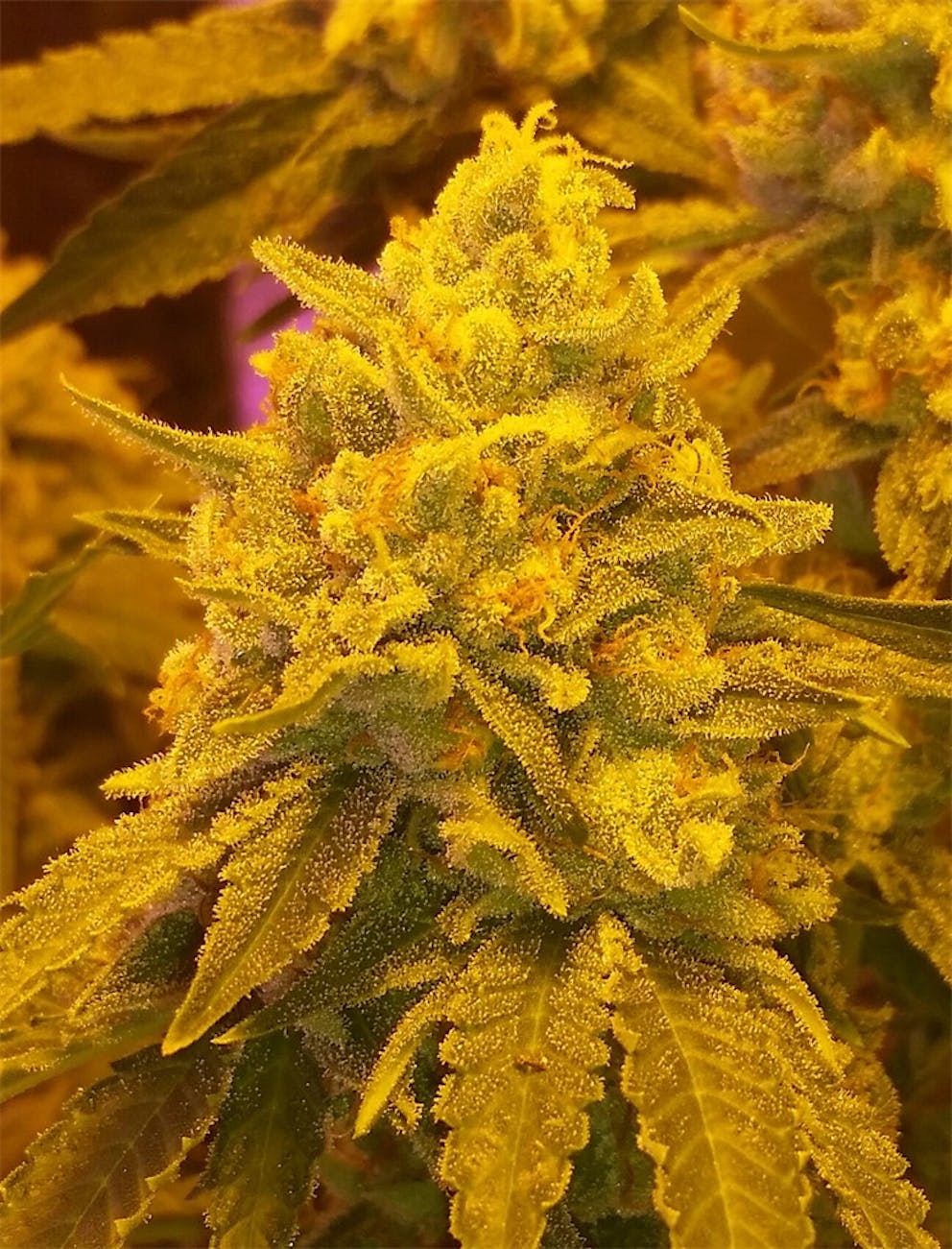 Photos of Orange Cookies Weed Strain Buds Leafly