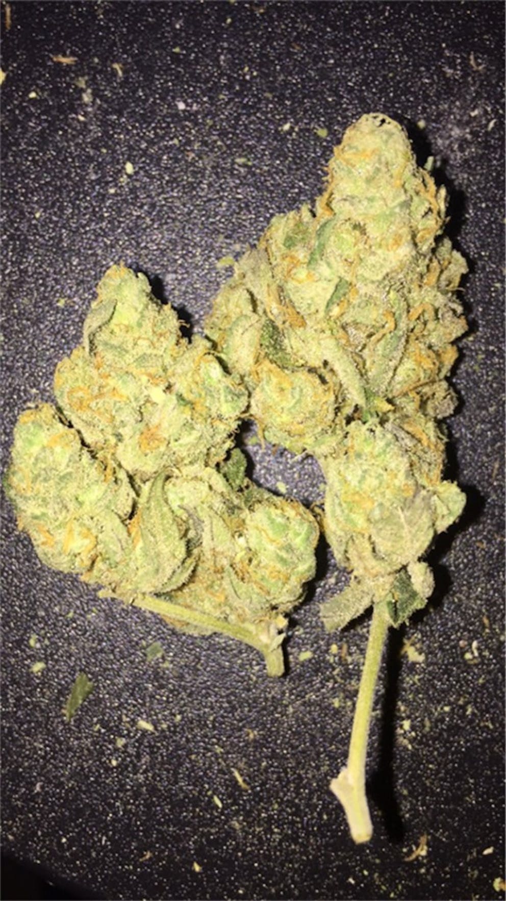 Photos of Orange Cookies Weed Strain Buds Leafly