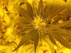 User uploaded image of Orange Creamsicle