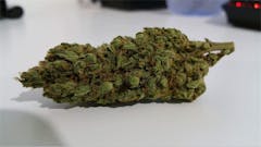 User uploaded image of Orange Creamsicle