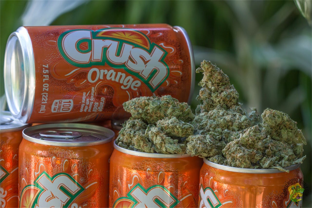 Photos of Orange Crush Weed Strain Buds Leafly