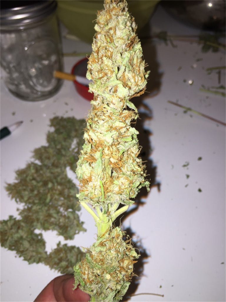 Photos of Orange Crush Weed Strain Buds Leafly