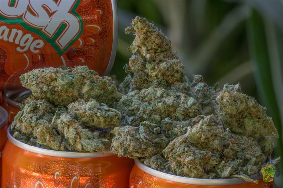 Photos of Orange Crush Weed Strain Buds Leafly