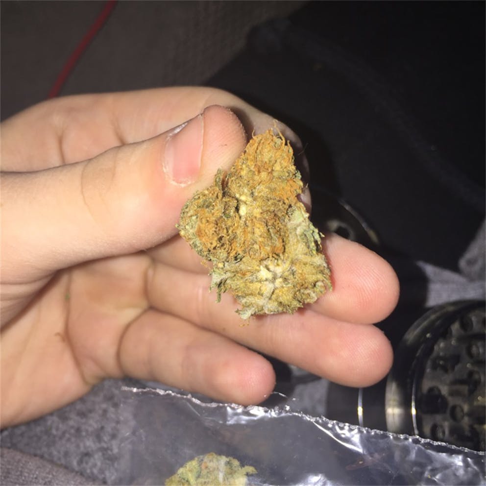 Photos of Orange Crush Weed Strain Buds Leafly