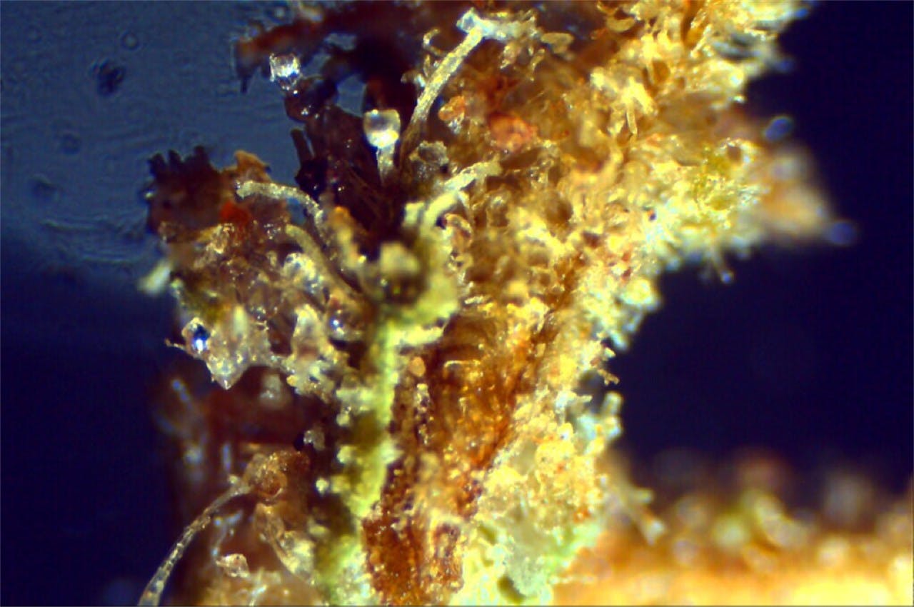 Orange Crush Weed Strain Information Leafly