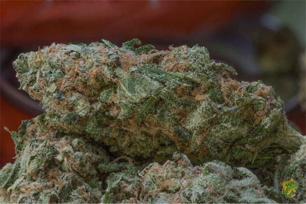 Photos of Orange Crush Weed Strain Buds Leafly