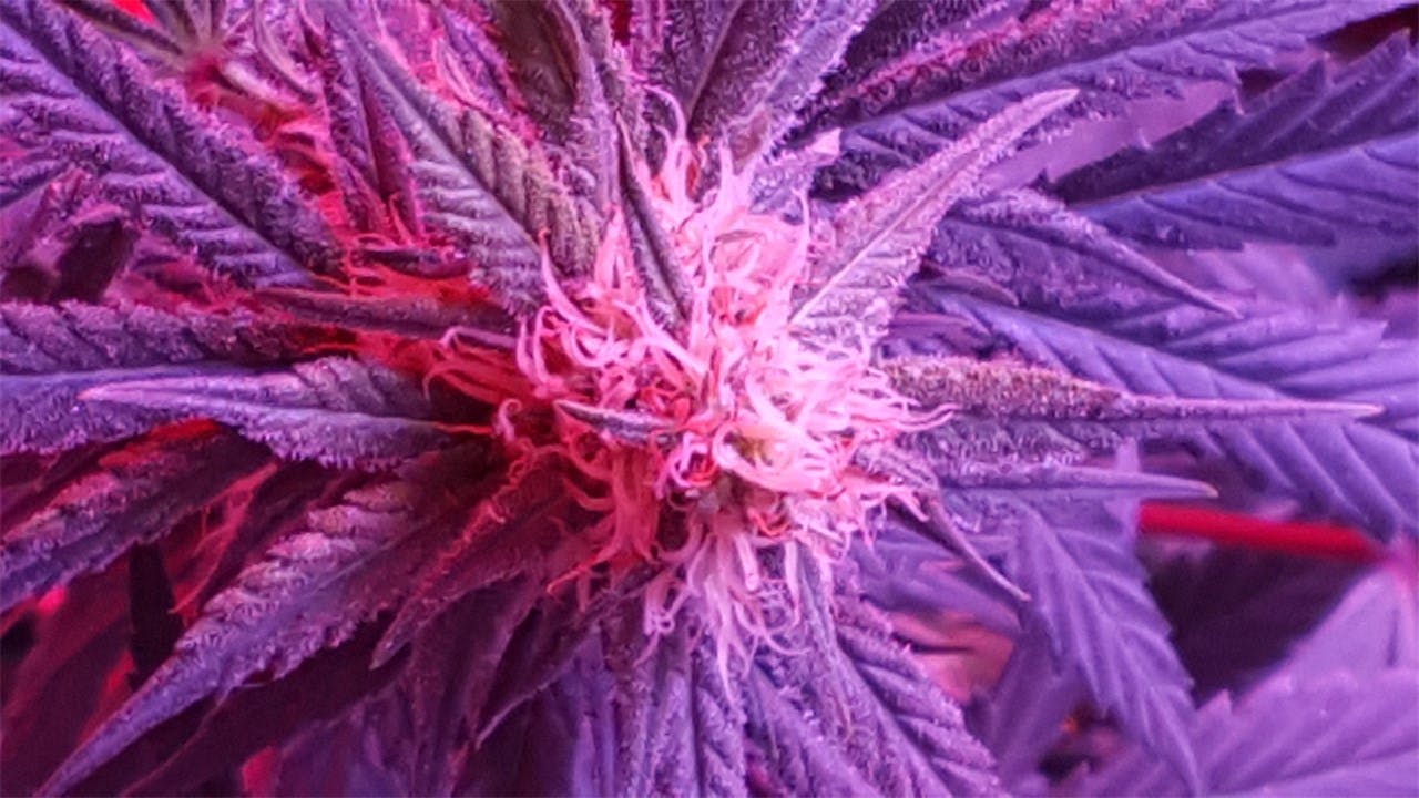 Photos of Orange Crush Weed Strain Buds Leafly