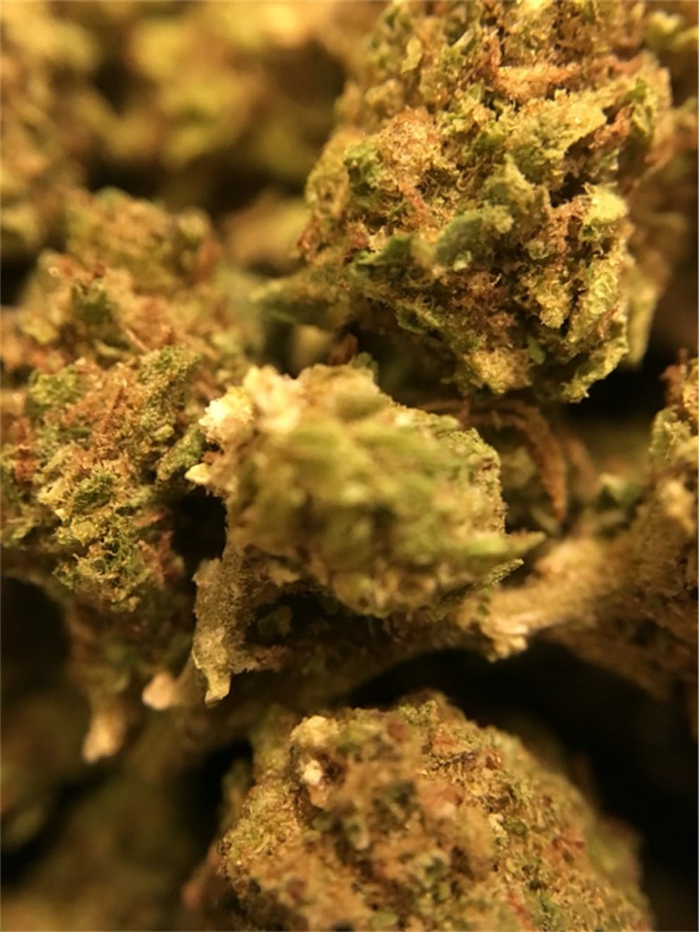 Photos of Orange Crush Weed Strain Buds | Leafly