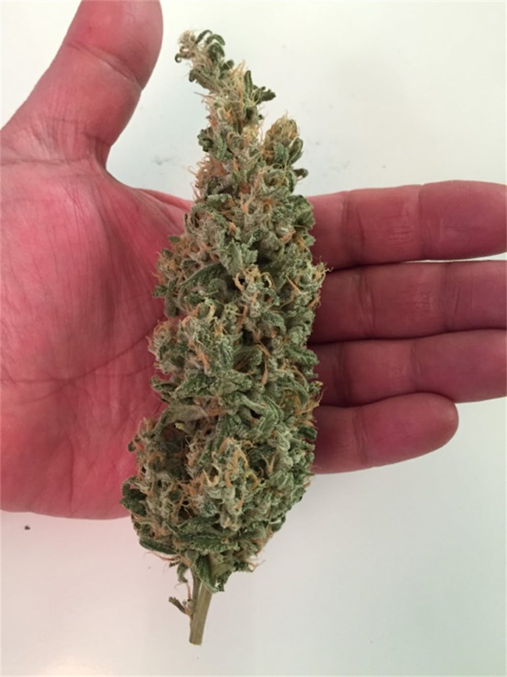 Photos of Orange Crush Weed Strain Buds Leafly
