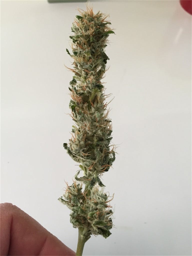 Photos of Orange Crush Weed Strain Buds Leafly