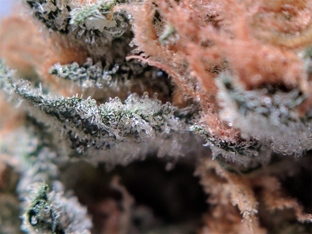 Photos of Orange Crush Weed Strain Buds Leafly