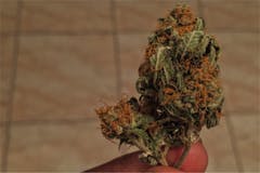 User uploaded image of Orange Dream