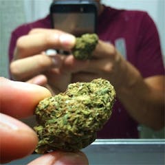 User uploaded image of Orange Dream