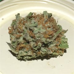 User uploaded image of Orange Dream