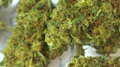 User uploaded image of Orange Durban