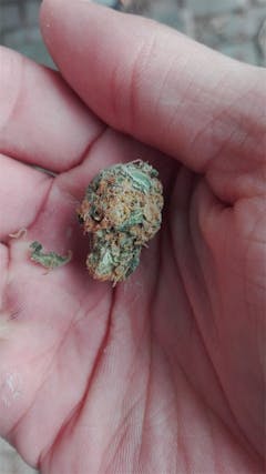 User uploaded image of Orange Haze