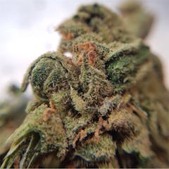 User uploaded image of Orange Haze