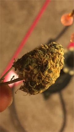 User uploaded image of Orange Haze