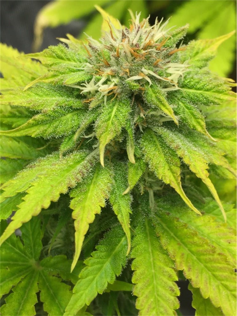 Orange Hill Special aka Orange Hill Weed Strain Information Leafly