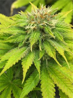 User uploaded image of Orange Hill Special