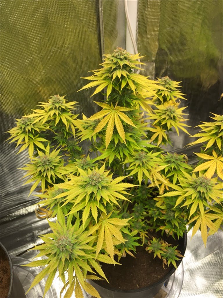 Orange Hill Special aka Orange Hill Weed Strain Information Leafly