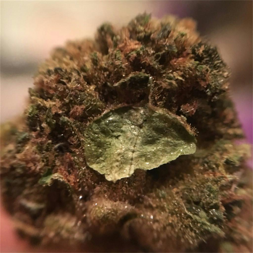 Photos of Orange Kush Weed Strain Buds Leafly