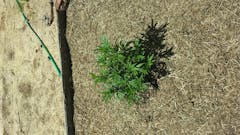 User uploaded image of Orange Skunk