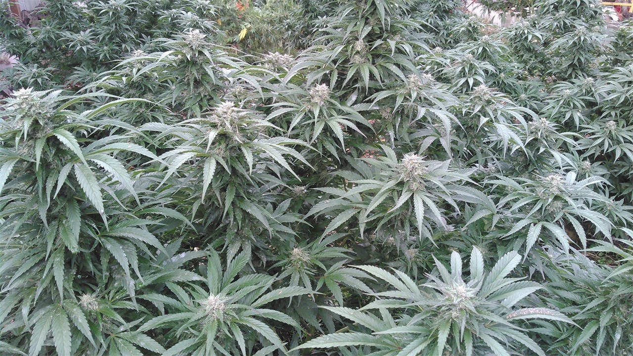 Orange Skunk Weed Strain Information | Leafly