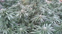 User uploaded image of Orange Skunk