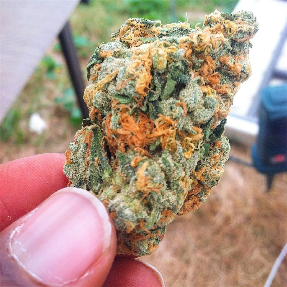 Photos of Orange Skunk Weed Strain Buds | Leafly
