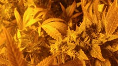 User uploaded image of Orange Turbo